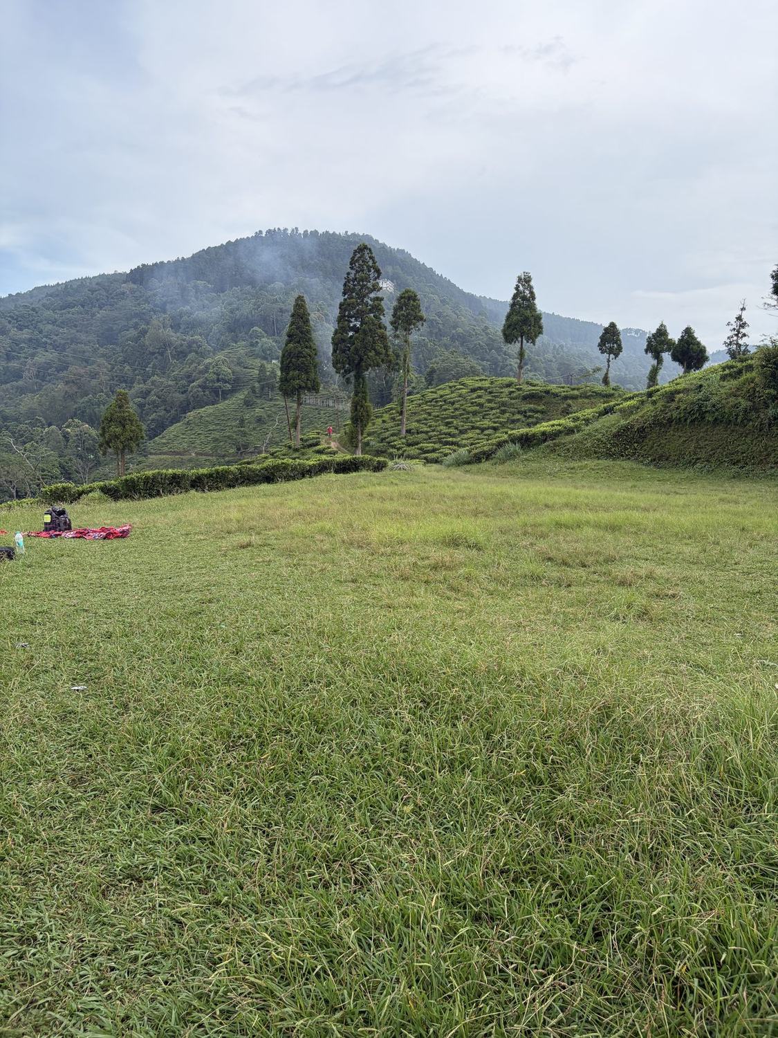 Tea garden meadow and dhupi trees on a picnic walk near Kepchaki Stay, Lamahatta